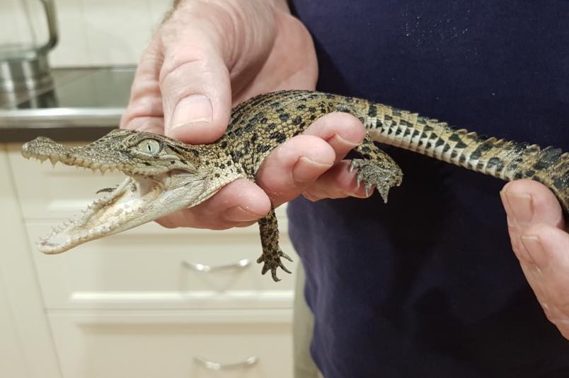 A baby crocodile with it's eyes and jaws wide open is held in a man's hand