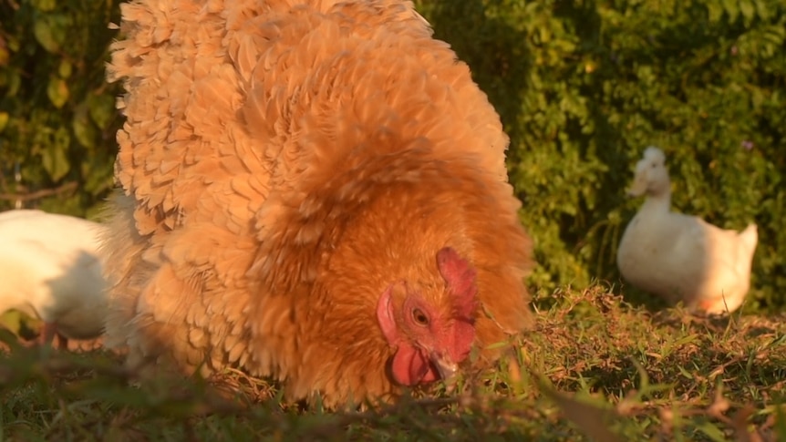 A chicken eats grass