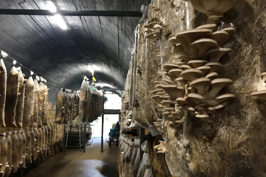 Bags of mushrooms hang from lines inside a tunnel