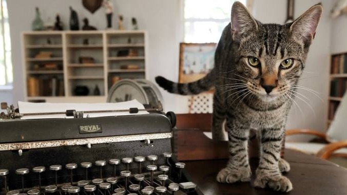 A six-toed cat stands on a table next to a typewriter.