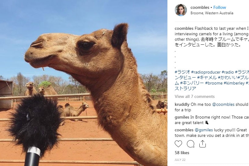 Screenshot of Stephanie Coombes' Instagram post: a camel with a microphone in the foreground.