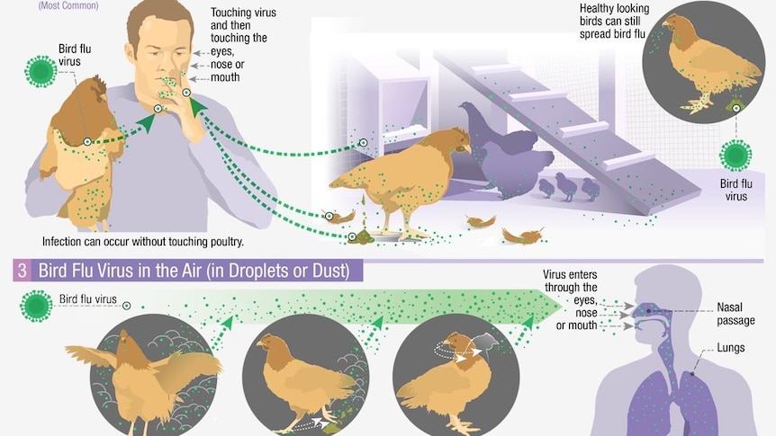 A graphic explaining how backyard poultry can spread bird flu to people. 