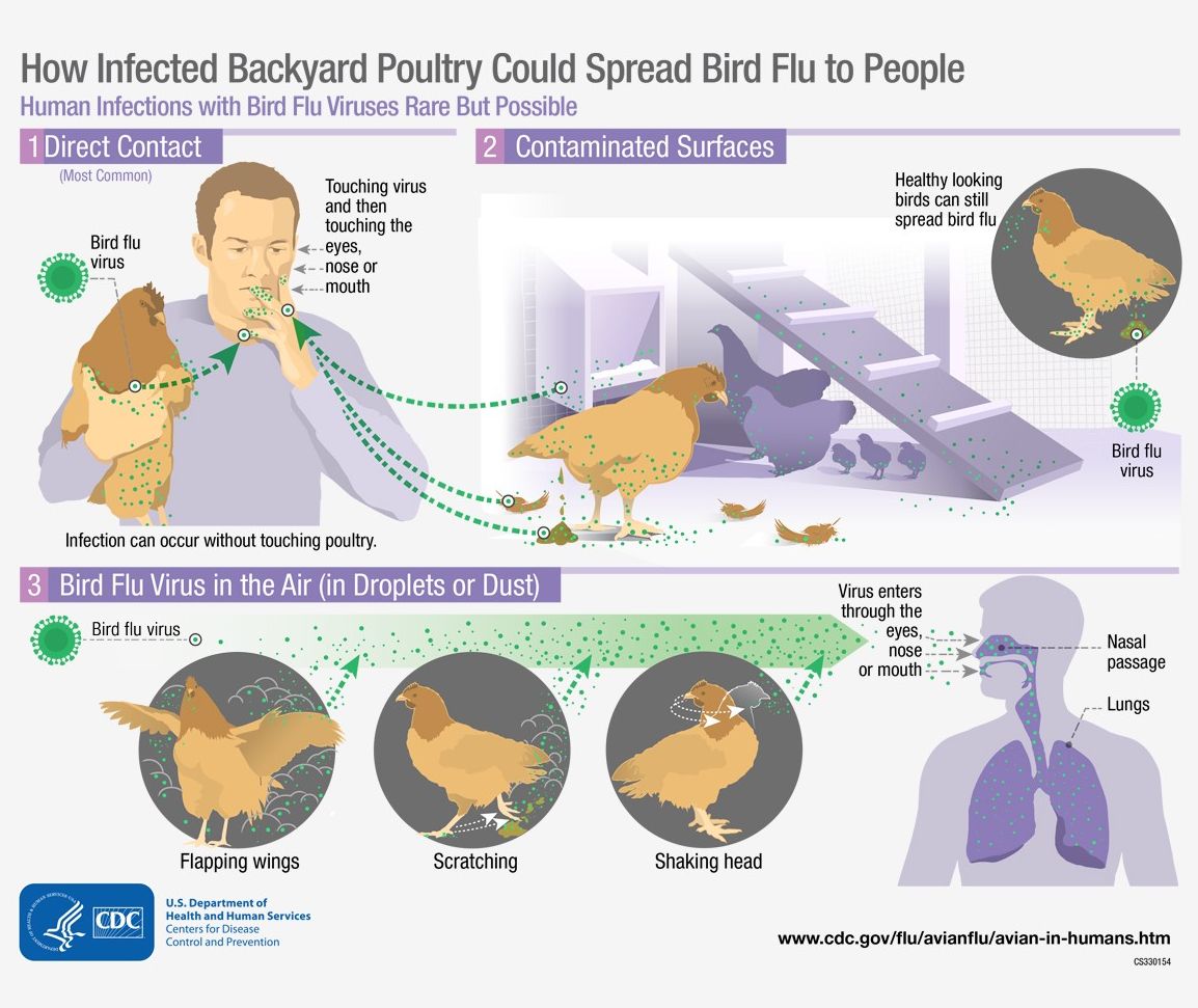 A graphic explaining how backyard poultry can spread bird flu to people. 