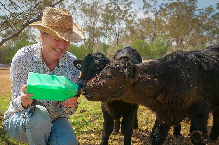 Two calves drink milk from a bottle held by a woman smiling and wearing an Akubra-style hat.