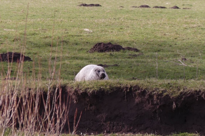 The seal spotted from a distance