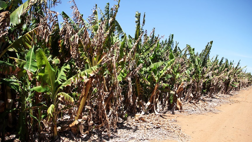 Burnt banana trees