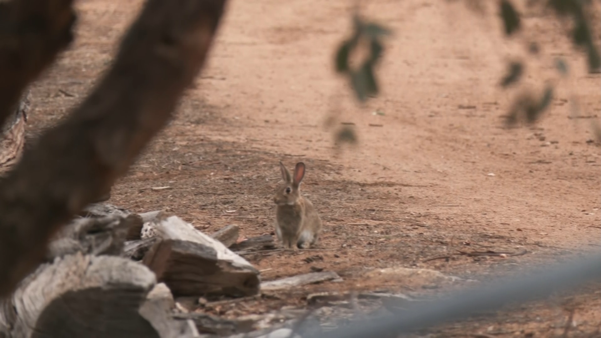 Una imagen de un prado seco con conejos en el medio. 