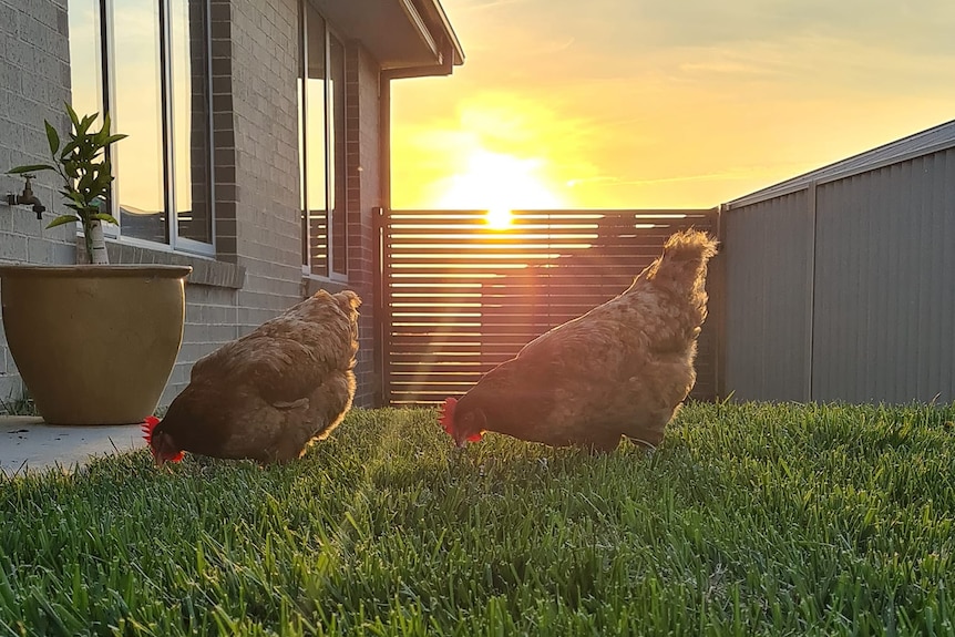Hens in a backyard.