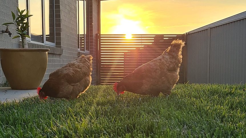 Hens in a backyard.