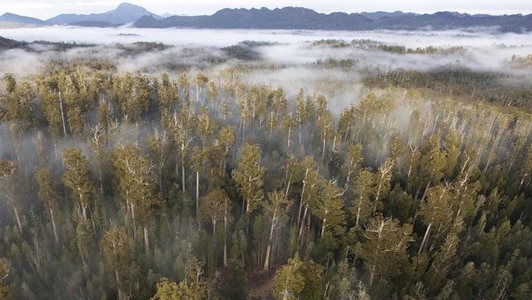 World Heritage Area forest in Tasmania