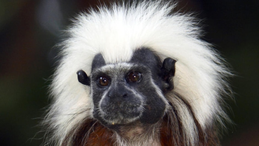 A cotton top tamarin sits on a tree