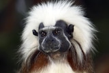 A cotton top tamarin sits on a tree