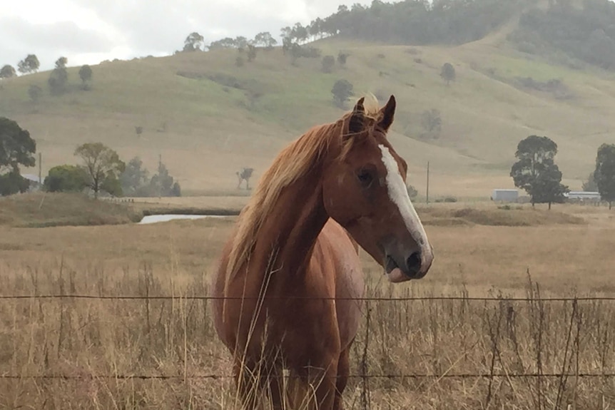 Horse in paddock.