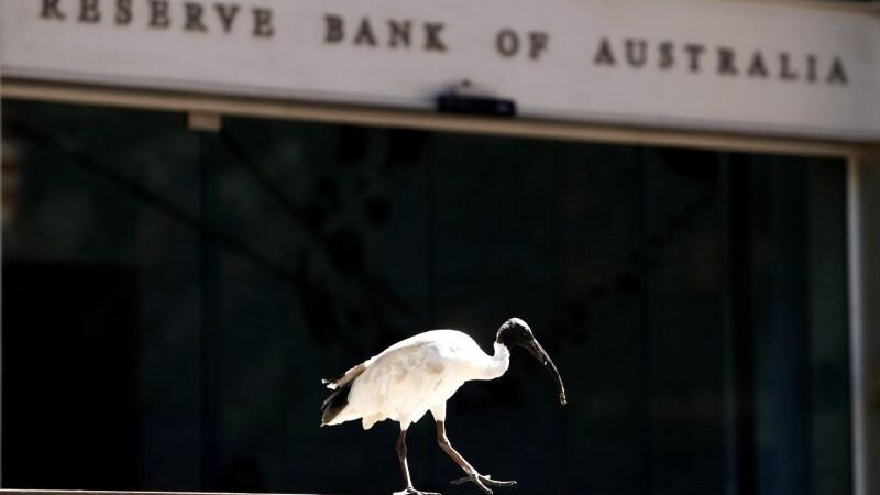 An ibis bird perches next to the Reserve Bank of Australia headquarters in central Sydney, Australia February 6, 2018.