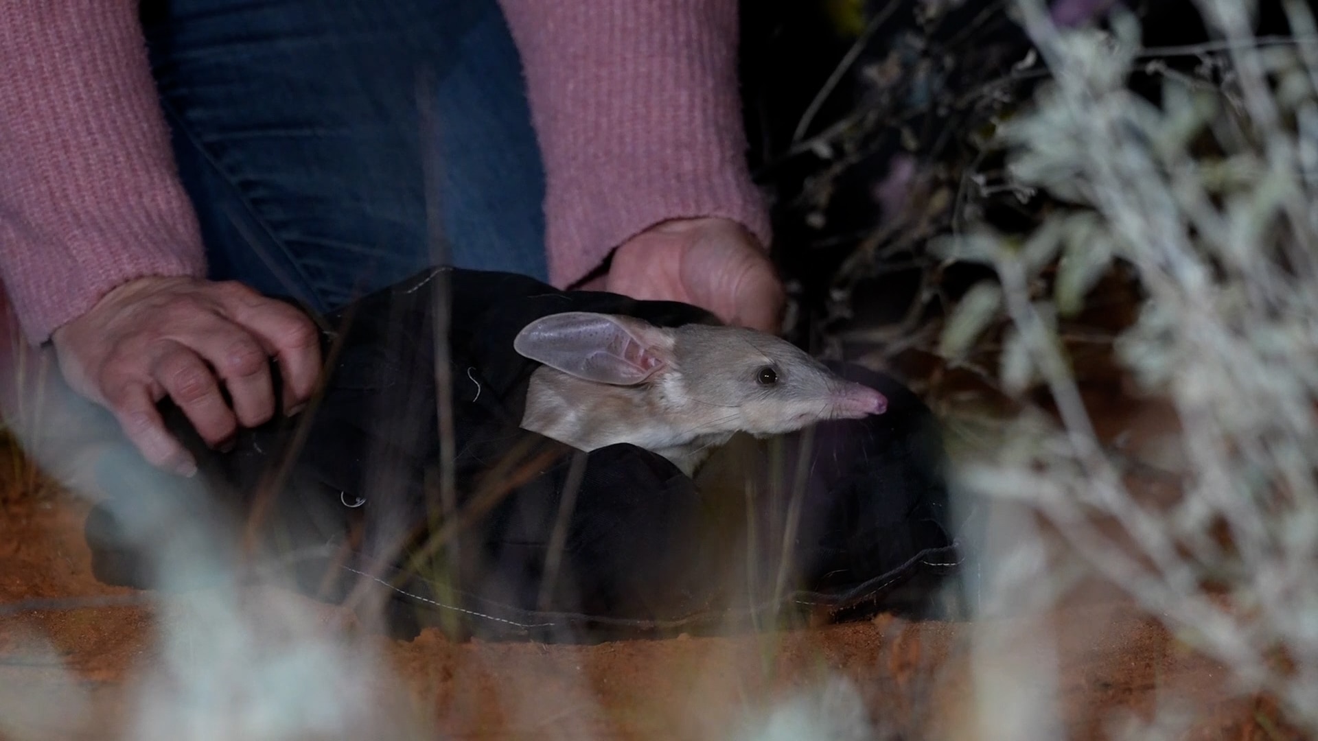A bilbly sticks it's head out of a sack as it's released in outback NSW.