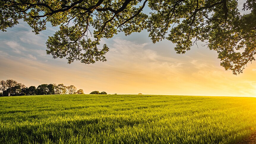 The sun rises over a calm green field. You can see the canopy of a tree above.