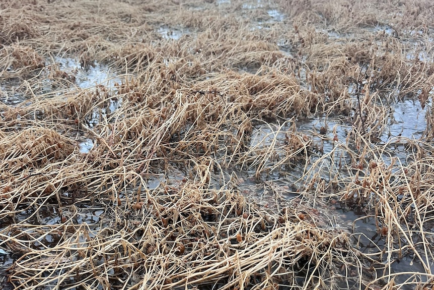 A crop of lentils with high levels of water above the ground. 