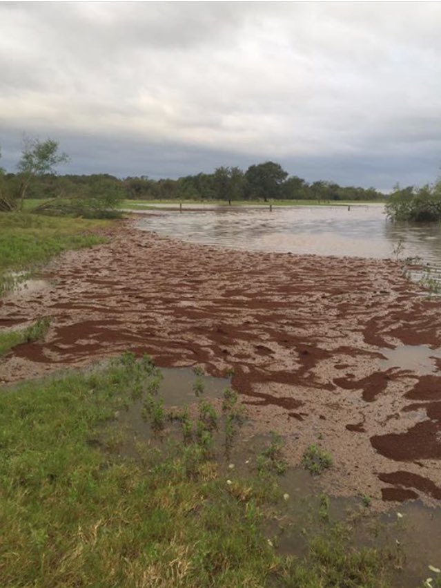 A raft of fire ants in flood waters in Texas, USA 2020.