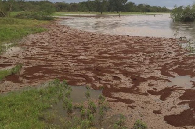 A raft of fire ants in flood waters in Texas, USA 2020.