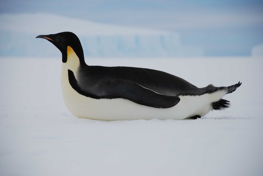 Emperor penguin, Auster Rookery
