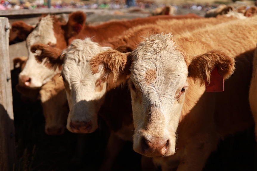 three red haired cows face the camera