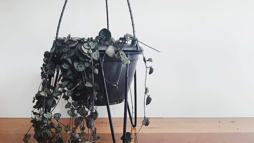 A hanging pot with chain of hearts plant with trailing stems reaching to the floor.