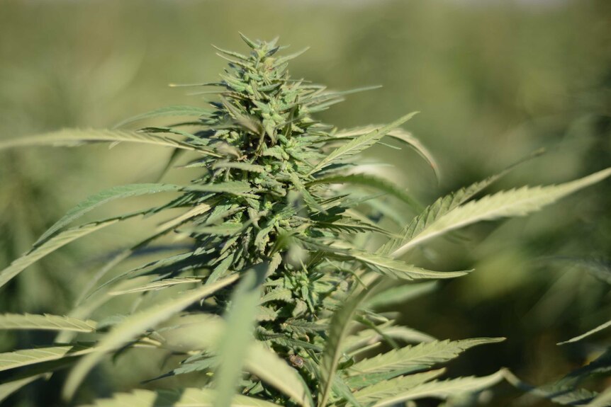 Close-up of cannabis