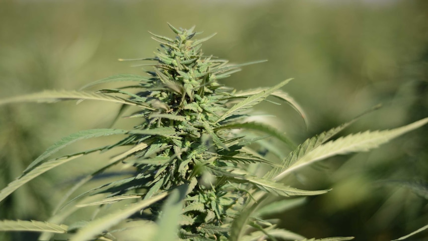 Close-up of cannabis
