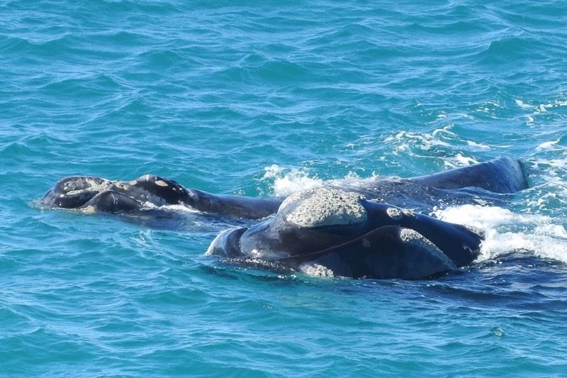 Close-up of a whale in the water.