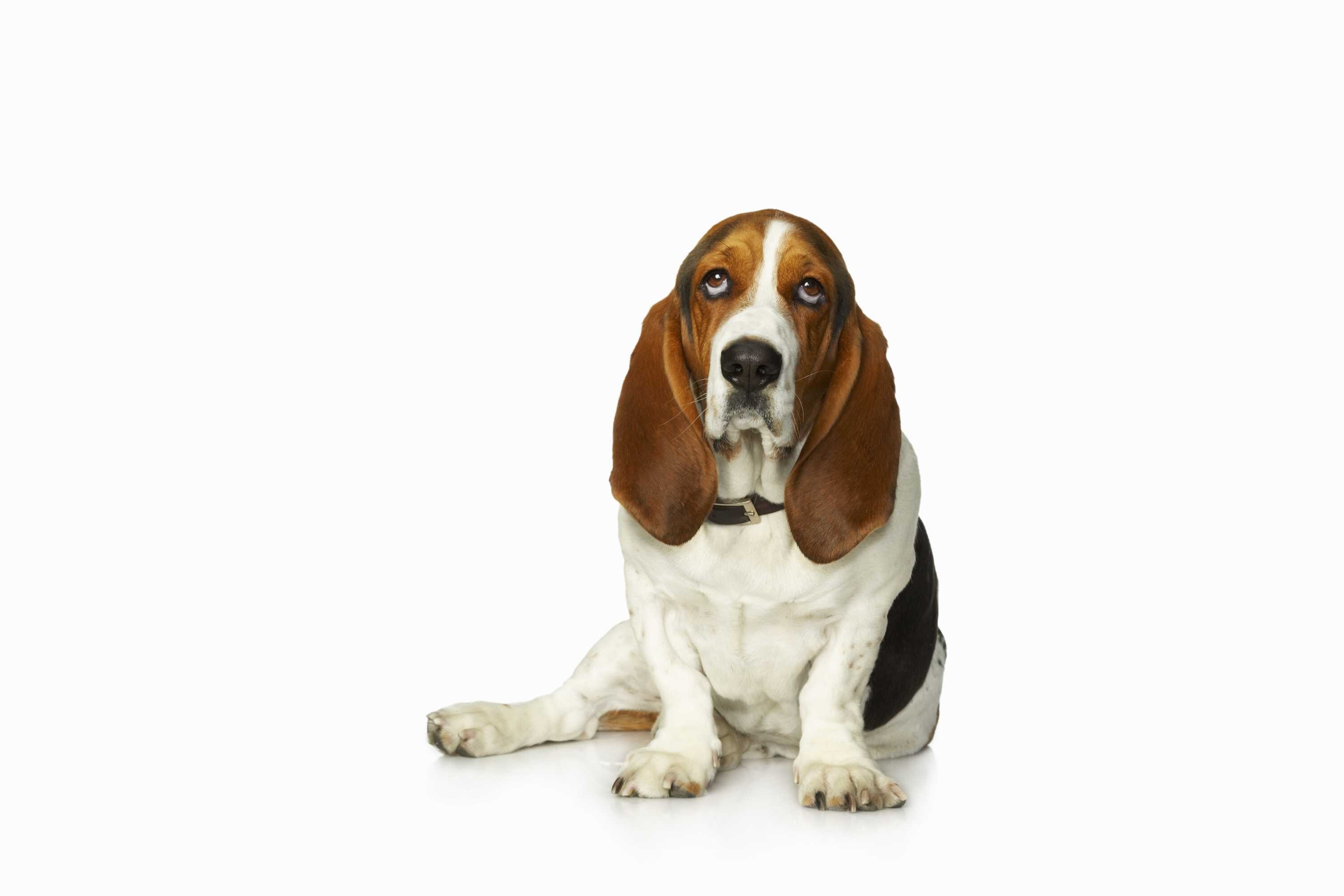 Dogs - ABC Radio National