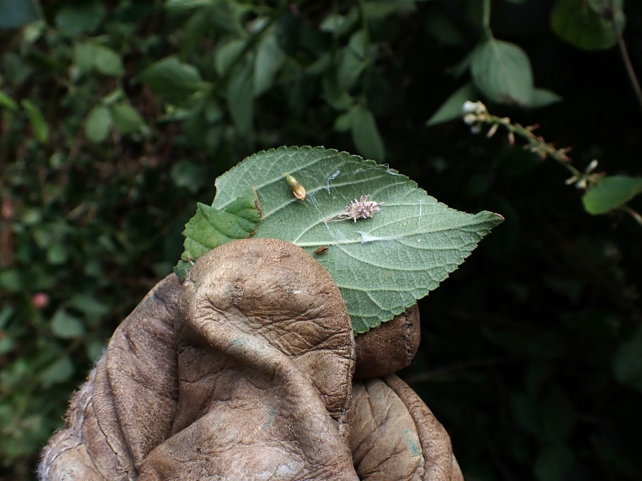 Bruce holds a leaf with an invasive species on it.