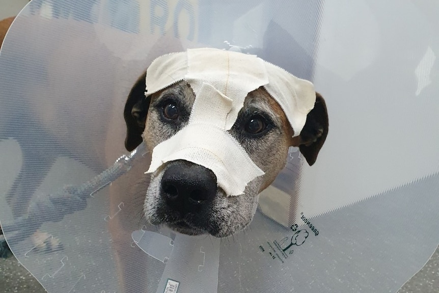 Dog with white bandage on his face