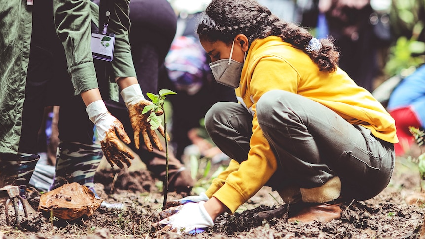 Two people in masks planting a small tree