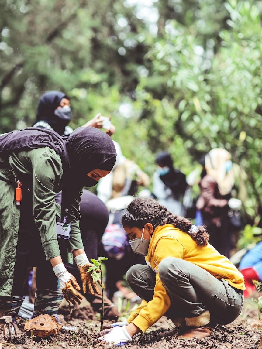 Two people in masks planting a small tree