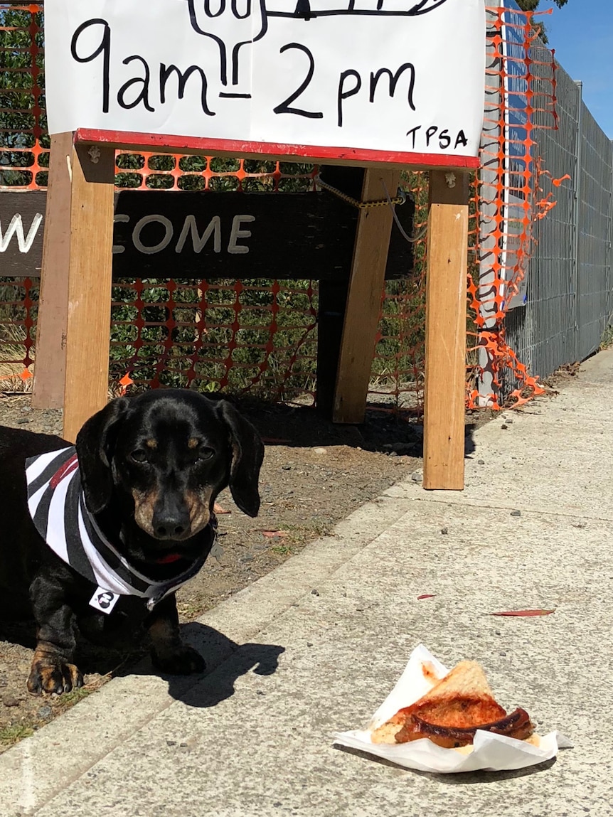 Sausage dog at a polling booth