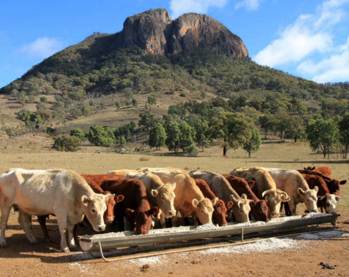 Cattle feeding from trough