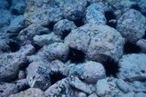 Sea urchins nestled between rocks under water