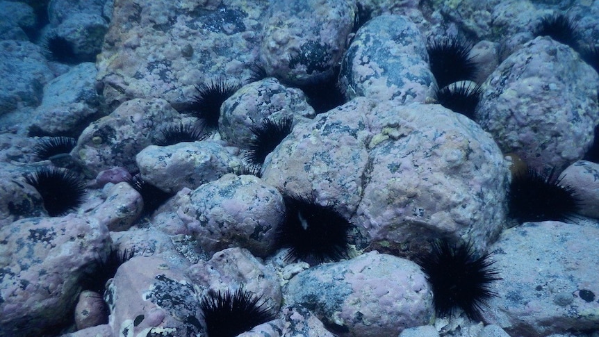 Sea urchins nestled between rocks under water