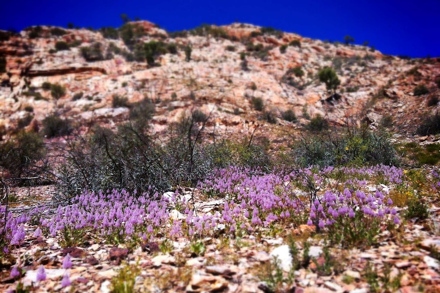 'Pussy tail' wildflowers