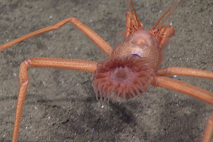 An anemone living on a crab