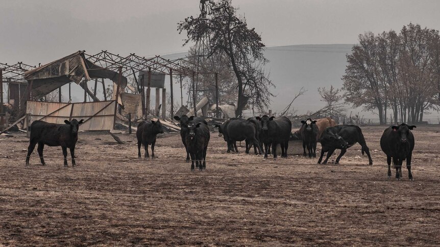 Black cattle stand in front of a burnt out shed, the air is full of smoke haze, burn out trees in the background.