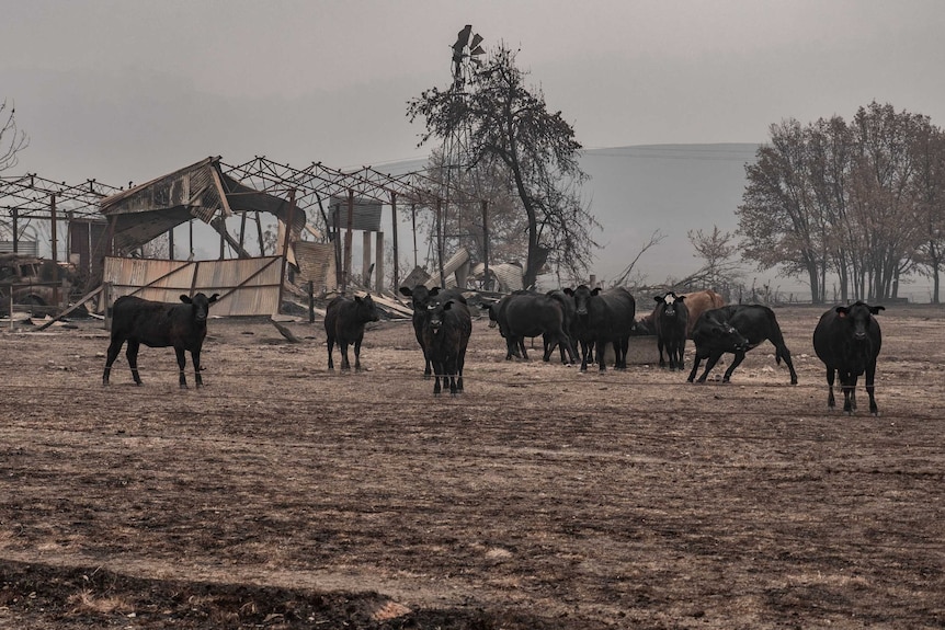 Black cattle stand in front of a burnt out shed, the air is full of smoke haze, burn out trees in the background.