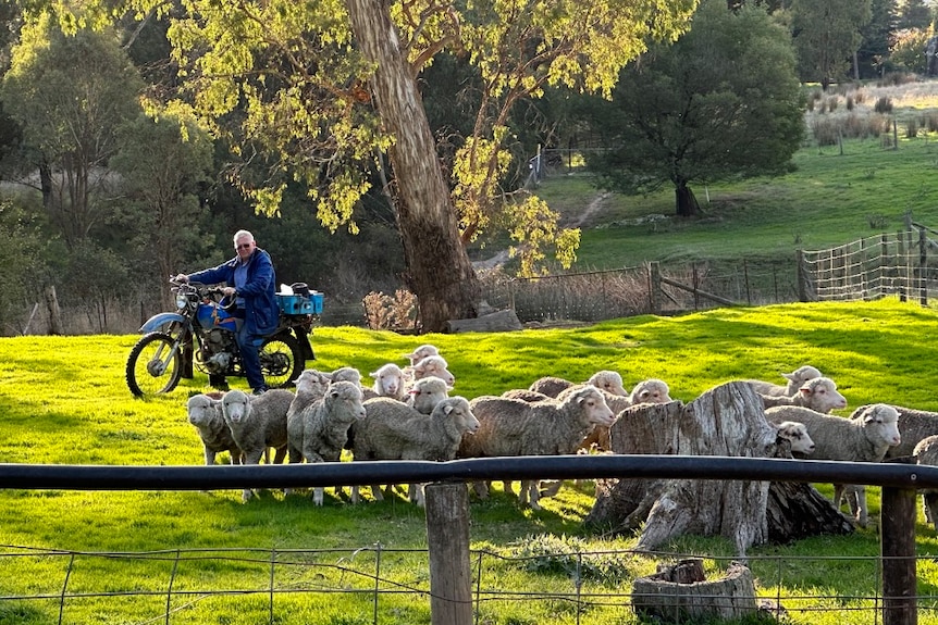 Photo of a man on a bike herding sheep.