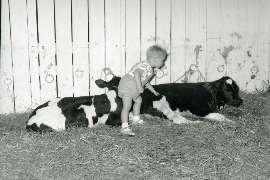 A child pats a cow in a black and white image