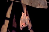 A light grey bat hangs upside down with its wings folded and a beady black eye looking at the camera.