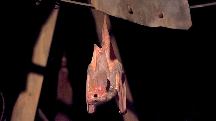 A light grey bat hangs upside down with its wings folded and a beady black eye looking at the camera.