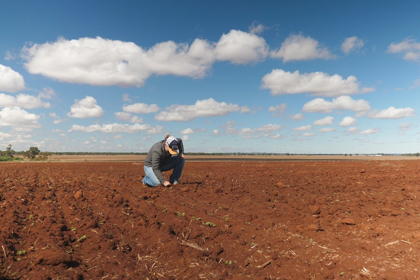 A lady inspecting a new crop emerging from the ground.