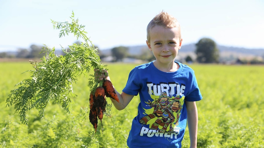 Child holding carrots on a farm.