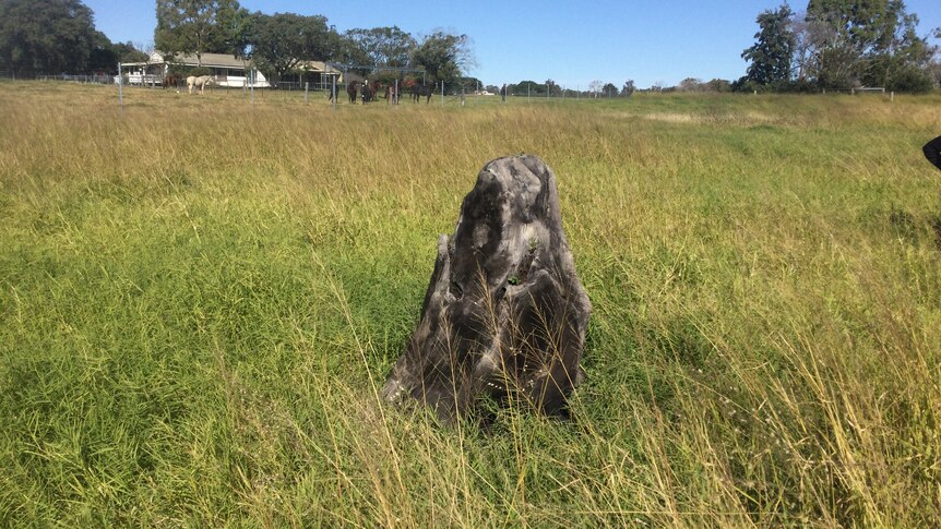 A stump in a field