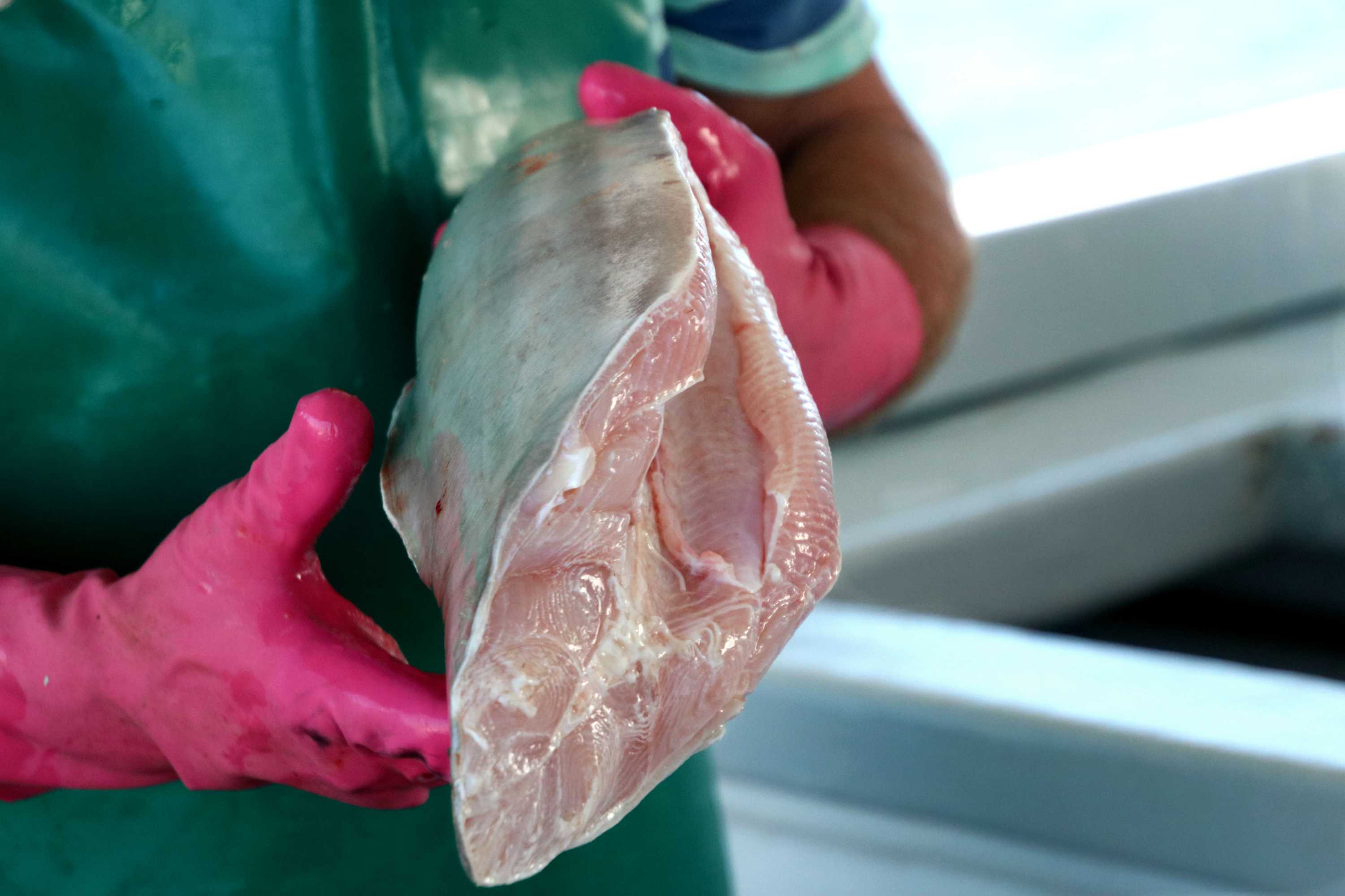 Shark attacks on the rise but catching more to eat won't make beaches